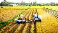 Ấn Độ vừa nới lỏng các biện pháp hạn chế xuất khẩu gạo sẽ tác động đến nguồn cung và giá gạo xuất khẩu.
