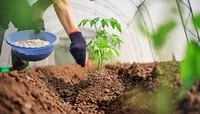 Áp thuế VAT 5% cho phân bón: Cổ phiếu nào hưởng lợi?