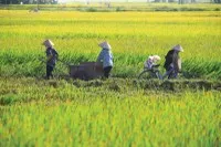 Nông nghiệp là lĩnh vực chịu rủi ro thiên tai rất lớn, nhưng độ phủ của bảo hiểm rất thấp
