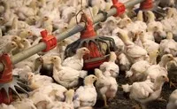 Bộ Nông nghiệp đề nghị C05 lập chuyên án, xử lý nạn buôn bán gia cầm trái phép