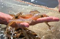 Các thị trường xuất khẩu tôm chính của Việt Nam đều tăng trưởng 2 con số