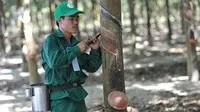 Cao su Phước Hoà (PHR): Lãi đột biến quý I/2026 nhờ bồi thường thực hiện dự án