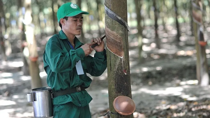 Cao su Phước Hoà (PHR): Lãi đột biến quý I/2026 nhờ bồi thường thực hiện dự án