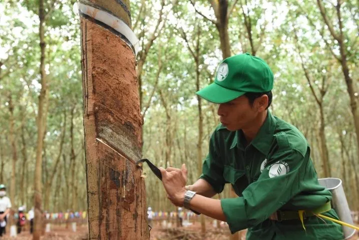 Cao su Phước Hoà (PHR): Lợi nhuận quý IV/2025 giảm 70%, mục tiêu lãi 2026 đạt 762,49 tỷ đồng