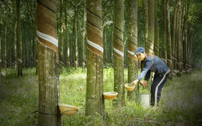 Cao su Phước Hoà (PHR) sắp trả cổ tức tỷ lệ 13,5% cho cổ đông
