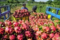 Tỷ lệ vi phạm dư lượng thuốc bảo vệ thực vật tăng cao đang đẩy chanh leo và thanh long Việt vào nguy cơ bị EU siết kiểm soát.