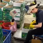 Chuẩn hóa vùng trồng, cơ sở đóng gói để sớm xuất khẩu chanh tươi vào thị trường Trung Quốc.