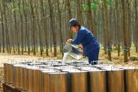 Quý IV, ngành cao su vẫn kỳ vọng tăng trưởng tích cực nhờ giá bán duy trì ở mức cao