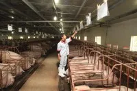 Giá lợn hơi tăng mạnh từ vùng đáy do nguồn cung thắt chặt và nhu cầu phục hồi