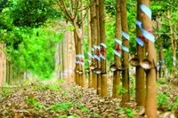 Cổ phiếu GVR: Kỳ vọng chính sách và câu chuyện đất khu công nghiệp