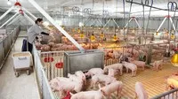 Cửa sáng với doanh nghiệp chăn nuôi