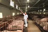 Giá lợn - yếu tố quyết định biên lợi nhuận - vẫn biến động mạnh và khó dự báo