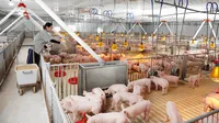 Dabaco Việt Nam (DBC) lên kế hoạch đầu tư dự án khu đô thị Dabaco Vạn An