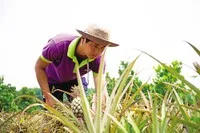 Trái cây Việt cần chiến lược bài bản và liên kết bền chặt hơn để gia nhập nhóm hàng tỷ USD.