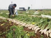 Doanh thu từ bảo hiểm nông nghiệp không đáng kể. Ảnh: Dũng Minh