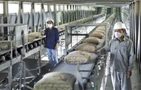 Xi măng là một trong những ngành chịu ảnh hưởng không nhỏ từ việc tăng giá xăng dầu