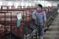 Các doanh nghiệp chăn nuôi lợn đang hưởng lợi từ chính sách vĩ mô và thị trường