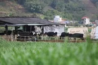 Dịch bệnh và mưa bão đã ảnh hưởng nặng nề đến ngành chăn nuôi