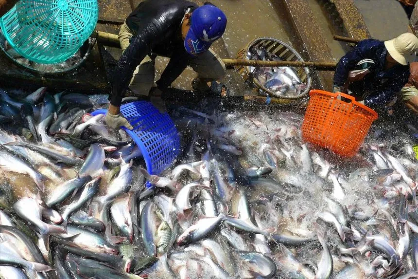 Doanh nghiệp thủy sản được khuyến nghị đa dạng hóa tuyến vận chuyển, ưu tiên hợp đồng vận chuyển dài hạn thay vì phụ thuộc hoàn toàn vào thị trường giao ngay.
