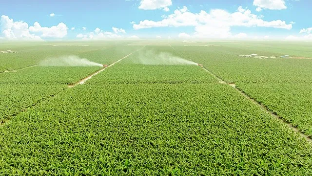 THACO Agri ứng dụng cơ giới hóa, công nghệ sinh học và số hóa vào sản xuất nông nghiệp quy mô lớn.