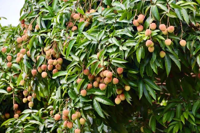Vải thiều Bắc Giang được biết tới là một sản phẩm nông sản chất lượng cao, được người tiêu dùng trong và ngoài nước tin dùng. Ảnh: Linh Nguyễn