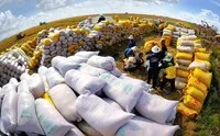 Giá gạo xuất khẩu những ngày đầu tháng 2/2025 giảm còn 399 USD một tấn, thấp nhất trong 9 năm.