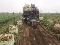 Người nông dân đang khó tiếp cận các sản bảo hiểm nông nghiệp.