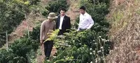 Với sự vào cuộc tích cực của Agribank, chính sách cho vay tái canh cà phê đã đến với từng buôn làng xa xôi, giúp các hộ dân tái canh cây cà phê, bảo đảm sinh kế lâu bền