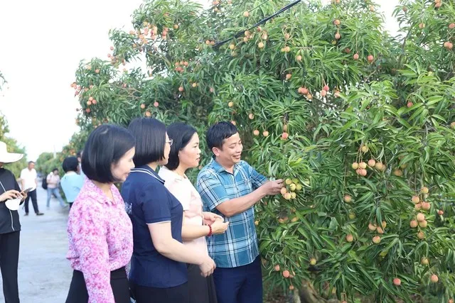 Các sở, ban, ngành tỉnh Hải Dương tăng cường hướng dẫn và giám sát chặt chẽ công tác chăm sóc, sản xuất vải, đảm bảo tiêu chuẩn xuất khẩu vào các thị trường khó tính, như Mỹ, Australia, Nhật Bản...
