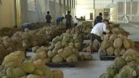 Indonesia đặt mục tiêu bắt đầu xuất khẩu sầu riêng đông lạnh sang Trung Quốc trong năm nay