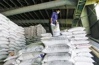 Các doanh nghiệp xuất khẩu gạo đã tận dụng cơ hội để mở rộng thị trường, nhưng sản lượng còn thấp. Ảnh: Đ.T