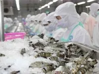 Kim ngạch xuất khẩu tôm tháng 10 đạt 498 triệu USD, tăng 26%