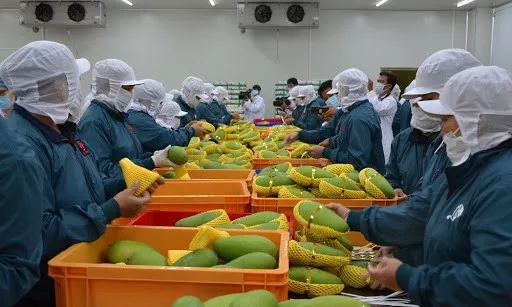 Kỳ tích của doanh nghiệp xuất khẩu rau quả 