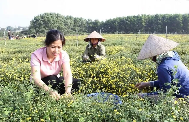 Mô hình trồng cây dược liệu tại Hợp tác xã Phúc Lâm, phường Tùng Thiện. Ảnh: Ánh Ngọc