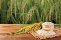 Biên lợi nhuận ngành gạo được kỳ vọng sẽ được cải thiện nhờ tập trung vào phân khúc chất lượng cao
