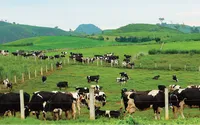 Mộc Châu Milk (MCM) sắp chi 110 tỷ đồng trả cổ tức đợt 1/2025 dù lãi quý III giảm 34%
