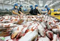Ngành cá tra kỳ vọng tăng trưởng xuất khẩu 5 - 10% trong năm 2025