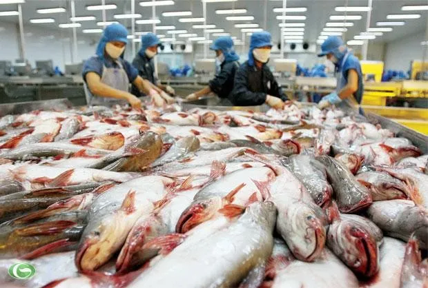 Ngành cá tra kỳ vọng tăng trưởng xuất khẩu 5 - 10% trong năm 2025 