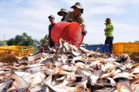Lĩnh vực nông, lâm nghiệp và thủy sản ghi nhận 440 doanh nghiệp mới, tăng 145,8%, nhưng quy mô còn nhỏ. Ảnh ST