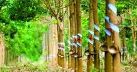Nhóm quỹ VOF Investment Limited không còn là cổ đông lớn tại Cao su Phước Hoà (PHR)