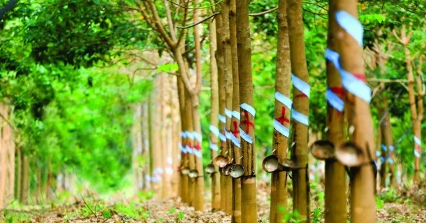 Nhóm quỹ VOF Investment Limited không còn là cổ đông lớn tại Cao su Phước Hoà (PHR)