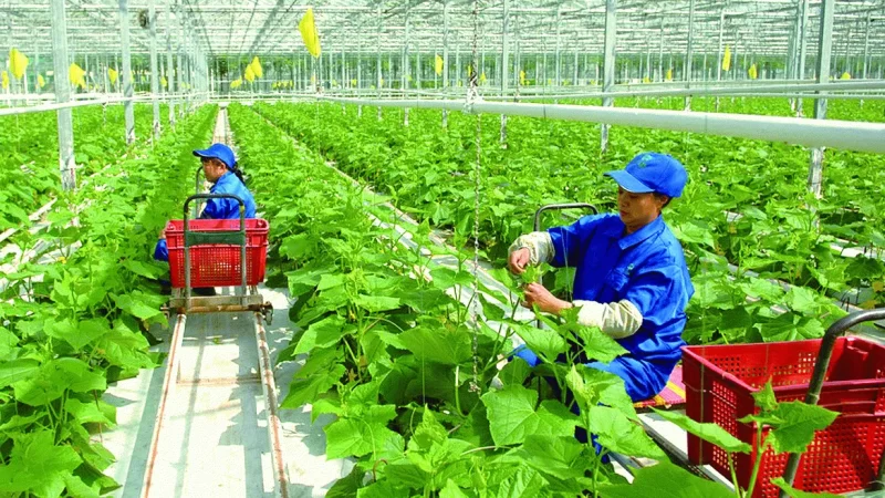Nông nghiệp đạt kỷ lục xuất khẩu 70 tỷ USD: Bước chuyển chiến lược của một ngành kinh tế trụ cột