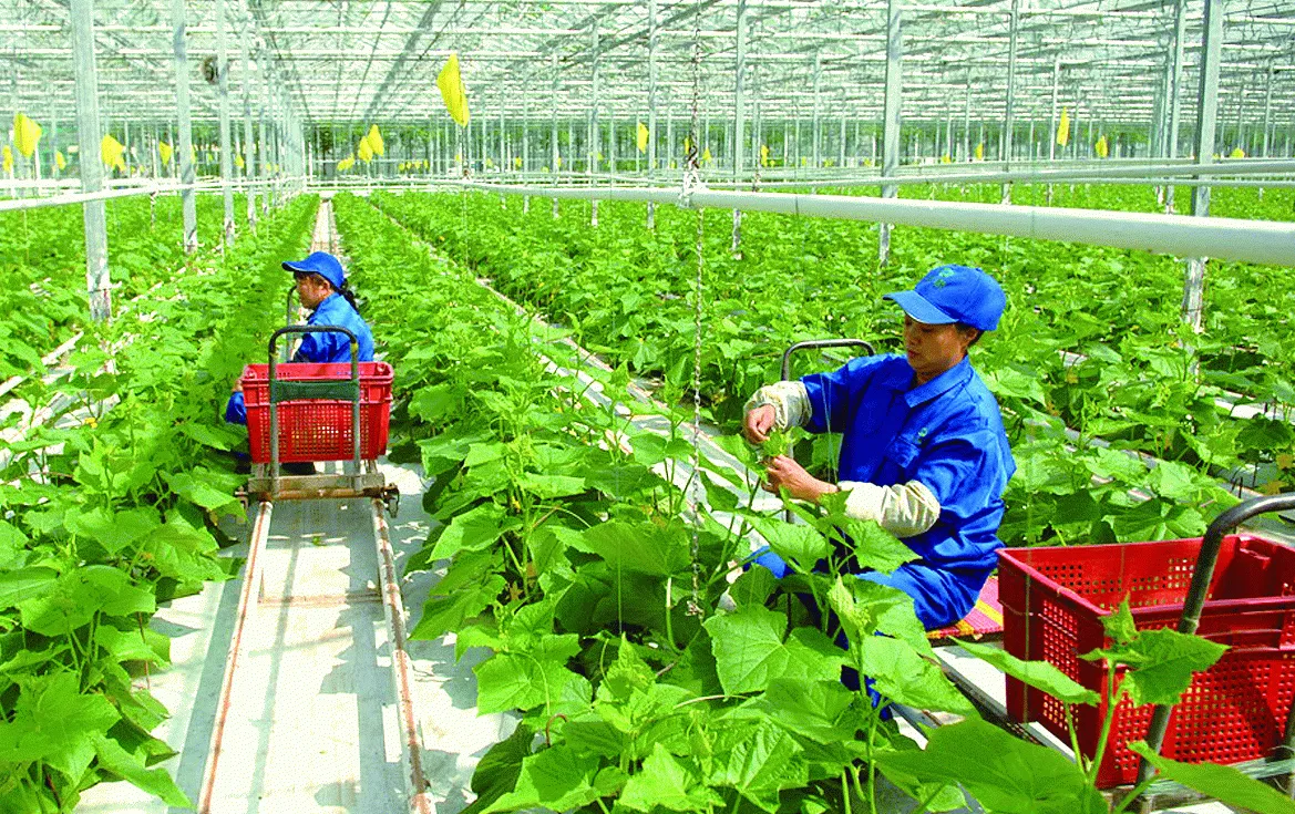 Nông nghiệp đạt kỷ lục xuất khẩu 70 tỷ USD: Bước chuyển chiến lược của một ngành kinh tế trụ cột