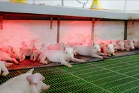 Nông nghiệp Hòa Phát (HPA) chào bán 30 triệu cổ phiếu lần đầu ra công chúng