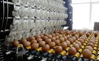 Nông nghiệp Hoà Phát (HPA) chốt quyền trả cổ tức năm 2025 bằng tiền, tỷ lệ 21%