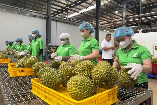 Sầu riêng Việt Nam trước khi xuất khẩu vào thị trường Trung Quốc.