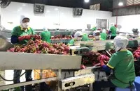 Xuất khẩu nông sản sang EU phải tuân thủ các yêu cầu mới về an toàn thực phẩm và bền vững.
