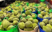 Xuất khẩu rau quả nửa đầu năm 2025 giảm 9,7% so với cùng kỳ do sự suy giảm của mặt hàng sầu riêng.