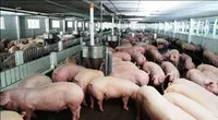 Phú Yên: Thêm doanh nghiệp bị xử phạt do vi phạm quy định về môi trường