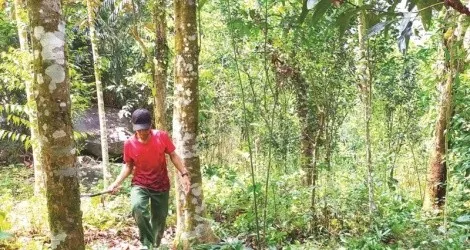 Quảng Ngãi gia hạn dự án dược liệu quý 200 tỷ đồng 